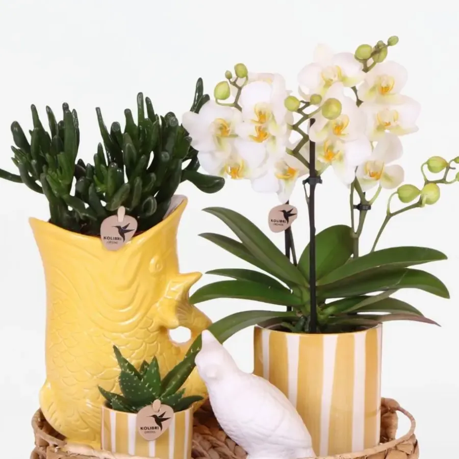 Plant in a Box Cadeauset orchidee 'Yellow XL' - Phalaenopsis - Hoogte 35cm
