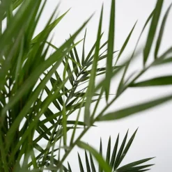 Planten|Bomen-Plant in a Box Canarische Dadelpalm - Phoenix canariensis - Hoogte 50-60cm - ⌀15cm