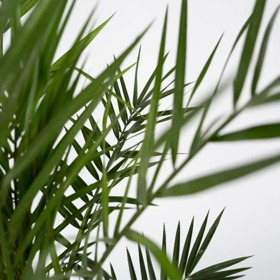 Planten|Bomen-Plant in a Box Canarische Dadelpalm - Phoenix canariensis - Hoogte 50-60cm - ⌀15cm