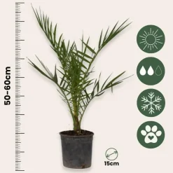 Planten|Bomen-Plant in a Box Canarische Dadelpalm - Phoenix canariensis - Hoogte 50-60cm - ⌀15cm