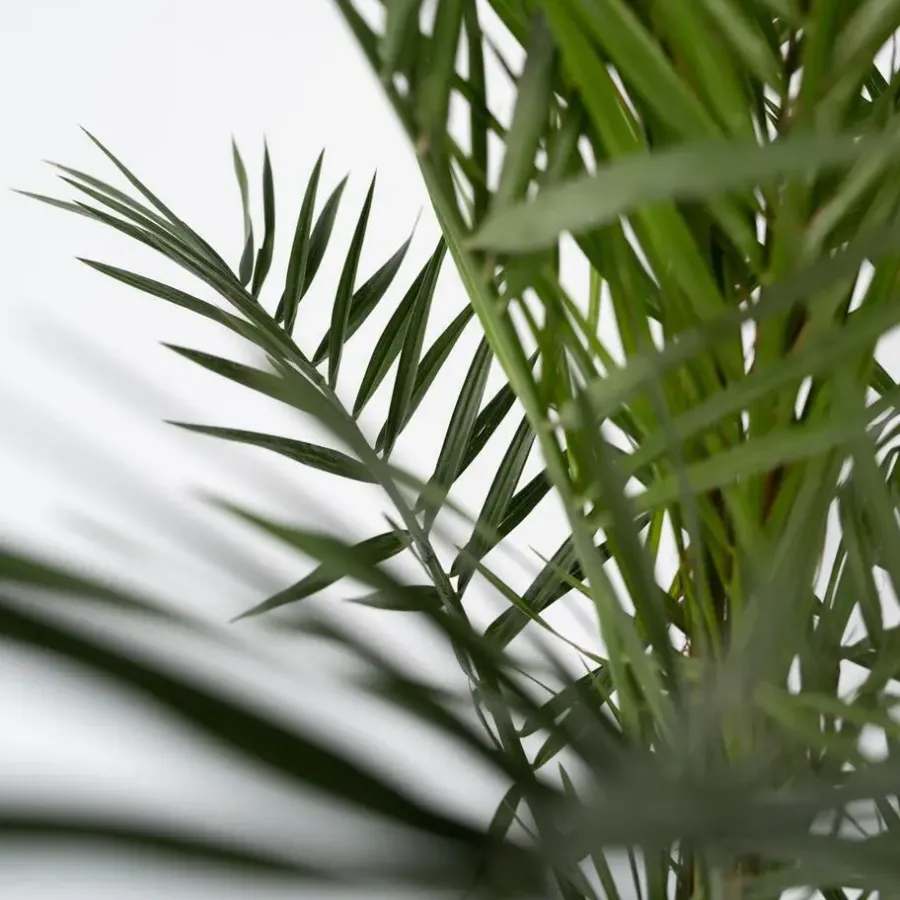 Planten|Bomen-Plant in a Box Canarische Dadelpalm - Phoenix canariensis - Hoogte 50-60cm - ⌀15cm