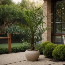 Planten|Bomen-Plant in a Box Canarische Dadelpalm - Phoenix canariensis - Hoogte 80-100cm - ⌀19cm