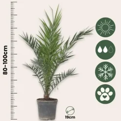 Planten|Bomen-Plant in a Box Canarische Dadelpalm - Phoenix canariensis - Hoogte 80-100cm - ⌀19cm