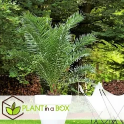 Planten|Bomen-Plant in a Box Canarische Dadelpalm - Phoenix canariensis - Hoogte 80-100cm - ⌀19cm