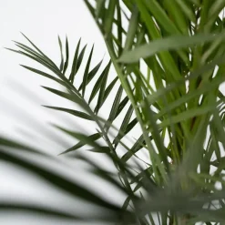 Planten|Bomen-Plant in a Box Canarische Dadelpalm - Phoenix canariensis - Hoogte 80-100cm - ⌀19cm