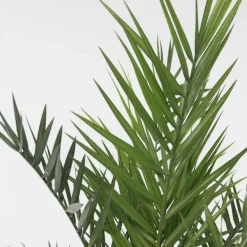 Planten|Bomen-Plant in a Box Canarische Dadelpalm - Phoenix canariensis - Hoogte 80-100cm - ⌀19cm