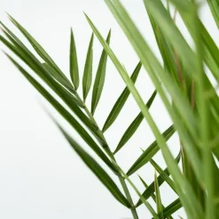Planten|Bomen-Plant in a Box Canarische Dadelpalm - Phoenix canariensis - Hoogte 80-100cm - ⌀19cm