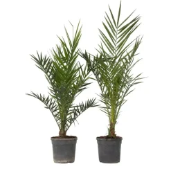 Planten|Bomen-Plant in a Box Canarische Dadelpalm - Set van 2 - Phoenix canariensis - Hoogte 80-100cm - ⌀19cm