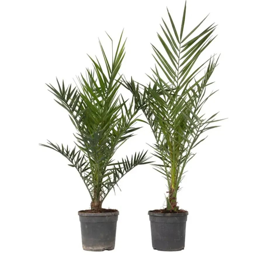 Planten|Bomen-Plant in a Box Canarische Dadelpalm - Set van 2 - Phoenix canariensis - Hoogte 80-100cm - ⌀19cm