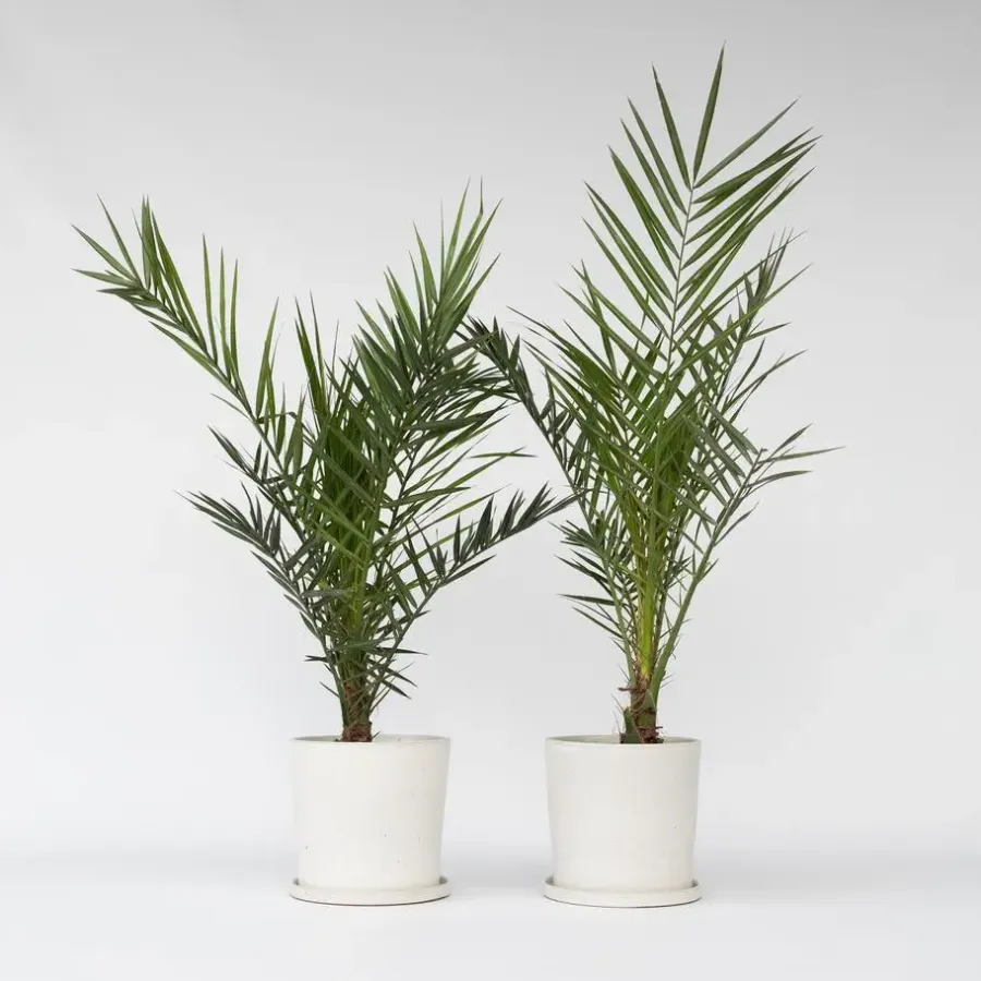Planten|Bomen-Plant in a Box Canarische Dadelpalm - Set van 2 - Phoenix canariensis - Hoogte 80-100cm - ⌀19cm