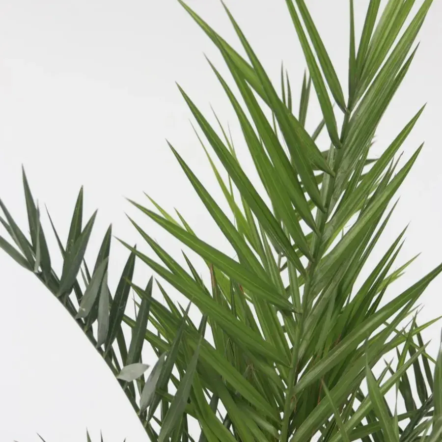 Planten|Bomen-Plant in a Box Canarische Dadelpalm - Set van 2 - Phoenix canariensis - Hoogte 80-100cm - ⌀19cm