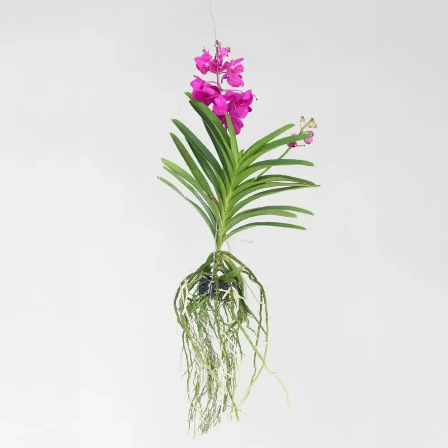 Plant in a Box Cerice Orchidee - Vanda 'Tayanee Cerise' - Hoogte 55-65cm