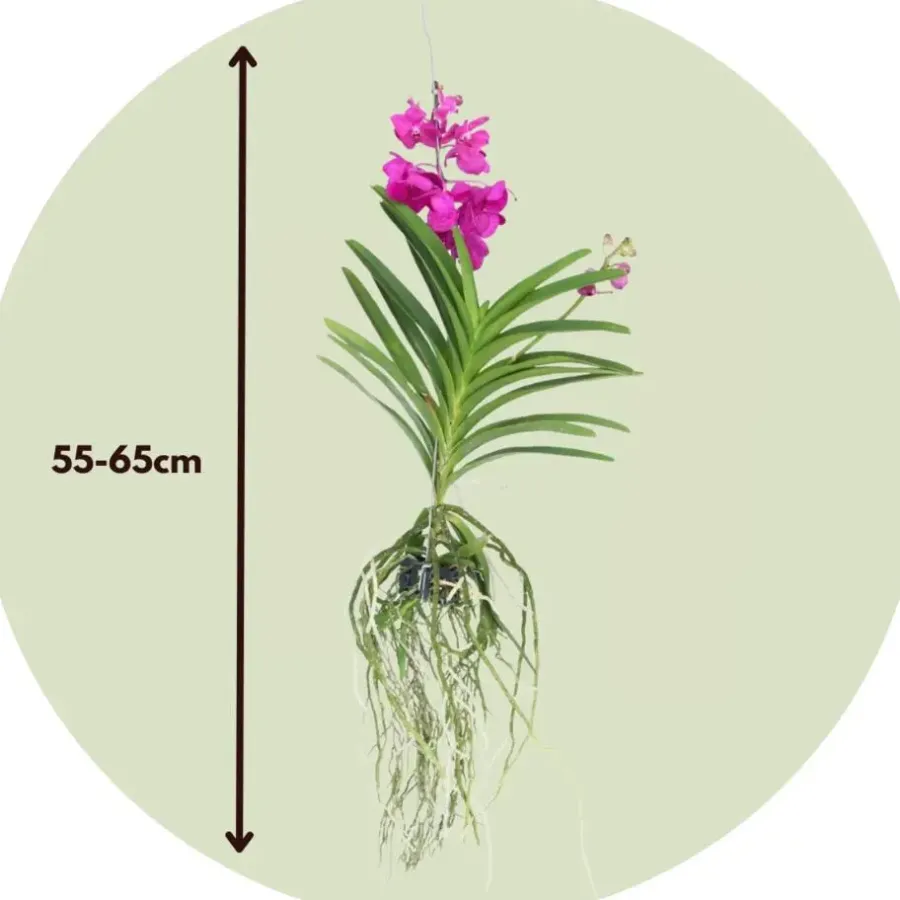 Plant in a Box Cerice Orchidee - Vanda 'Tayanee Cerise' - Hoogte 55-65cm