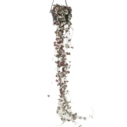 Plant in a Box Chinees lantaarnplantje - Ceropegia linearis Woodii - Hoogte 20-30cm - ⌀14cm