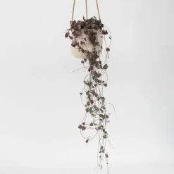 Plant in a Box Chinees lantaarnplantje - Ceropegia linearis Woodii - Hoogte 20-30cm - ⌀14cm