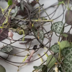 Plant in a Box Chinees lantaarnplantje - Ceropegia linearis Woodii - Hoogte 20-30cm - ⌀14cm