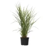 Plant in a Box Chinees prachtriet - Miscanthus sinensis 'Zebrinus' - Hoogte 20-30cm - ⌀23cm