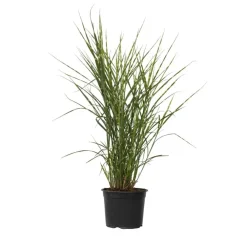 Plant in a Box Chinees prachtriet - Miscanthus sinensis 'Zebrinus' - Hoogte 20-30cm - ⌀23cm