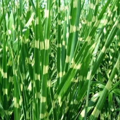 Plant in a Box Chinees prachtriet - Miscanthus sinensis 'Zebrinus' - Hoogte 20-30cm - ⌀23cm