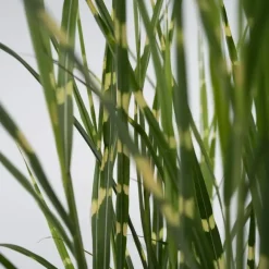 Plant in a Box Chinees prachtriet - Miscanthus sinensis 'Zebrinus' - Hoogte 20-30cm - ⌀23cm