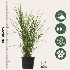 Plant in a Box Chinees prachtriet - Miscanthus sinensis 'Zebrinus' - Hoogte 20-30cm - ⌀23cm