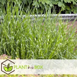 Plant in a Box Chinees prachtriet - Miscanthus sinensis 'Zebrinus' - Hoogte 20-30cm - ⌀23cm