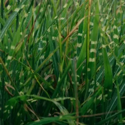 Plant in a Box Chinees prachtriet - Miscanthus sinensis 'Zebrinus' - Hoogte 20-30cm - ⌀23cm
