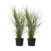 Planten|Tuinplanten-Plant in a Box Chinees prachtriet - Set van 2 - Miscanthus 'Zebrinus' - Hoogte 20-30cm - ⌀23cm