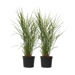 Planten|Tuinplanten-Plant in a Box Chinees prachtriet - Set van 2 - Miscanthus 'Zebrinus' - Hoogte 20-30cm - ⌀23cm