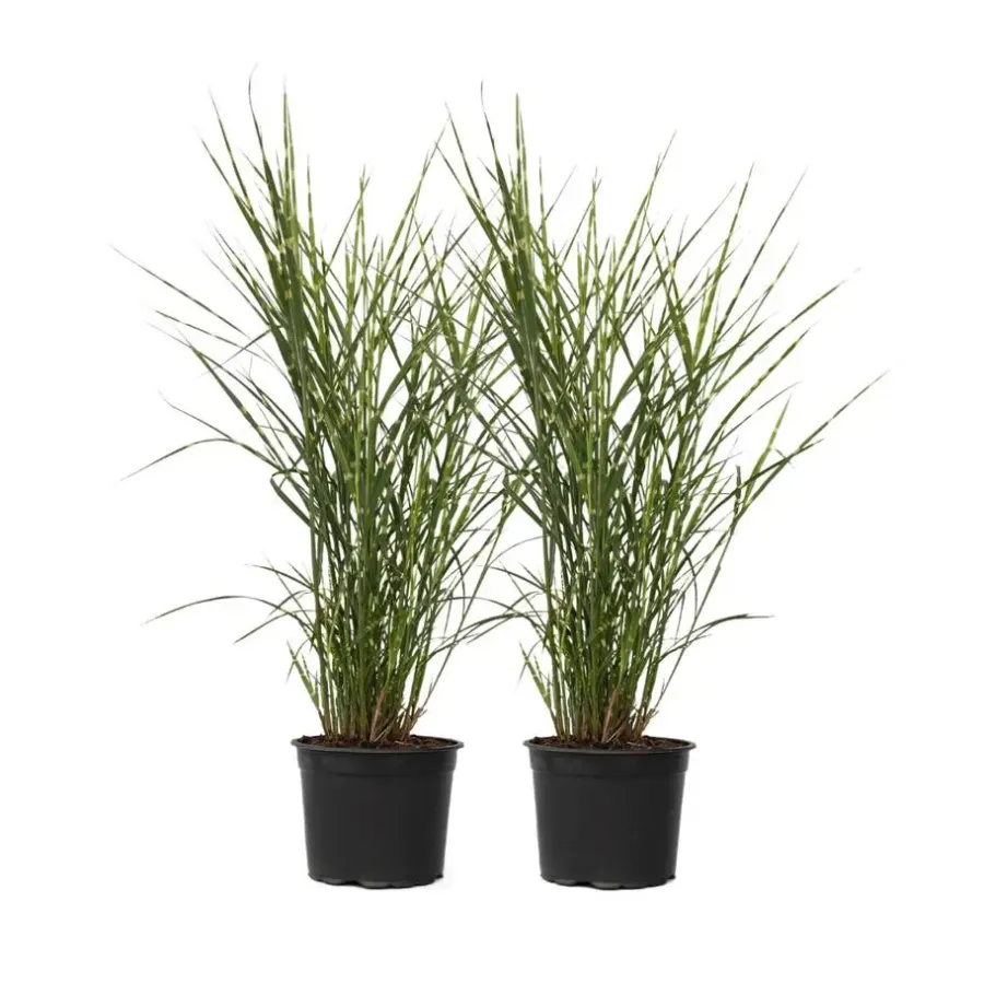 Planten|Tuinplanten-Plant in a Box Chinees prachtriet - Set van 2 - Miscanthus 'Zebrinus' - Hoogte 20-30cm - ⌀23cm