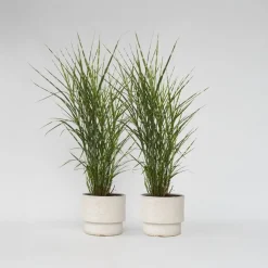 Planten|Tuinplanten-Plant in a Box Chinees prachtriet - Set van 2 - Miscanthus 'Zebrinus' - Hoogte 20-30cm - ⌀23cm