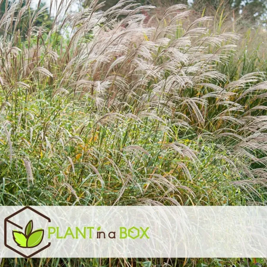 Planten|Tuinplanten-Plant in a Box Chinees prachtriet - Set van 2 - Miscanthus 'Zebrinus' - Hoogte 20-30cm - ⌀23cm