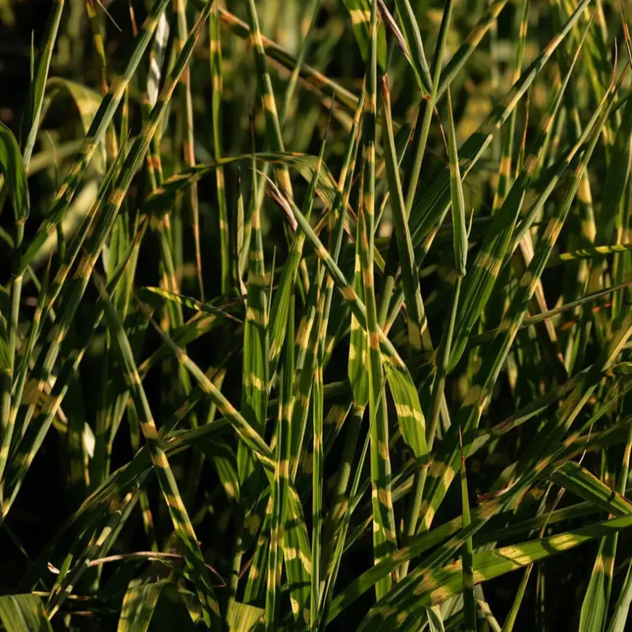 Planten|Tuinplanten-Plant in a Box Chinees prachtriet - Set van 2 - Miscanthus 'Zebrinus' - Hoogte 20-30cm - ⌀23cm