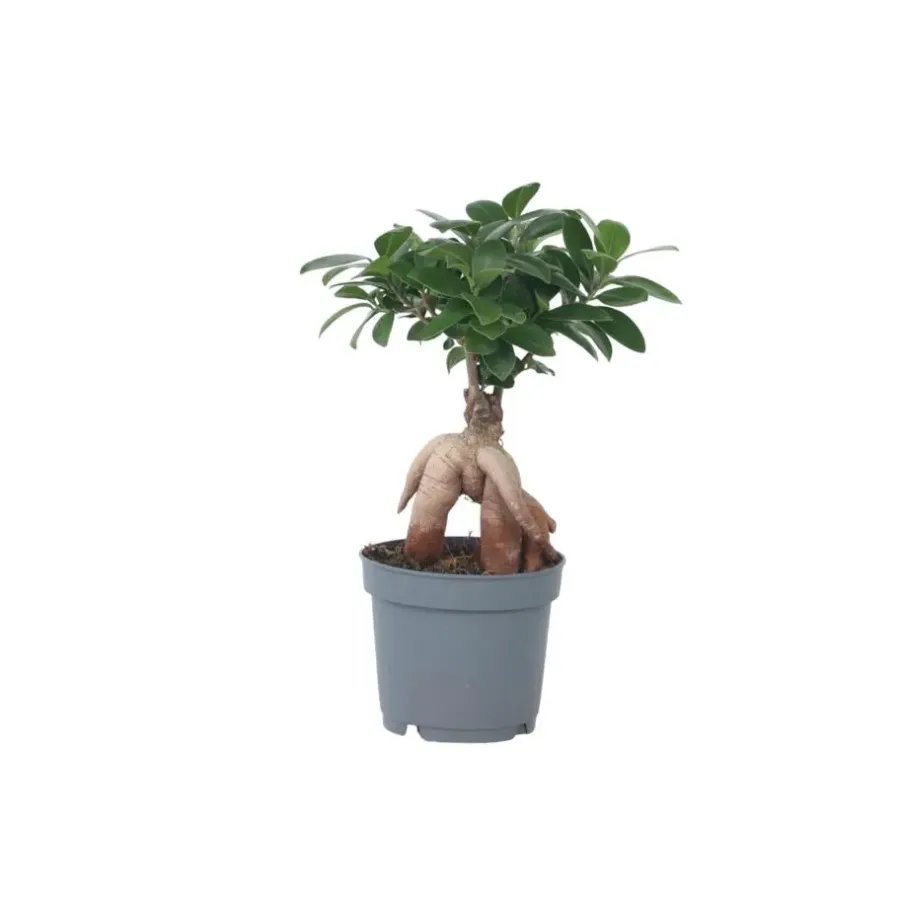 Plant in a Box Chinese vijg - Ficus microcarpa - Hoogte 30-40cm - ⌀12cm