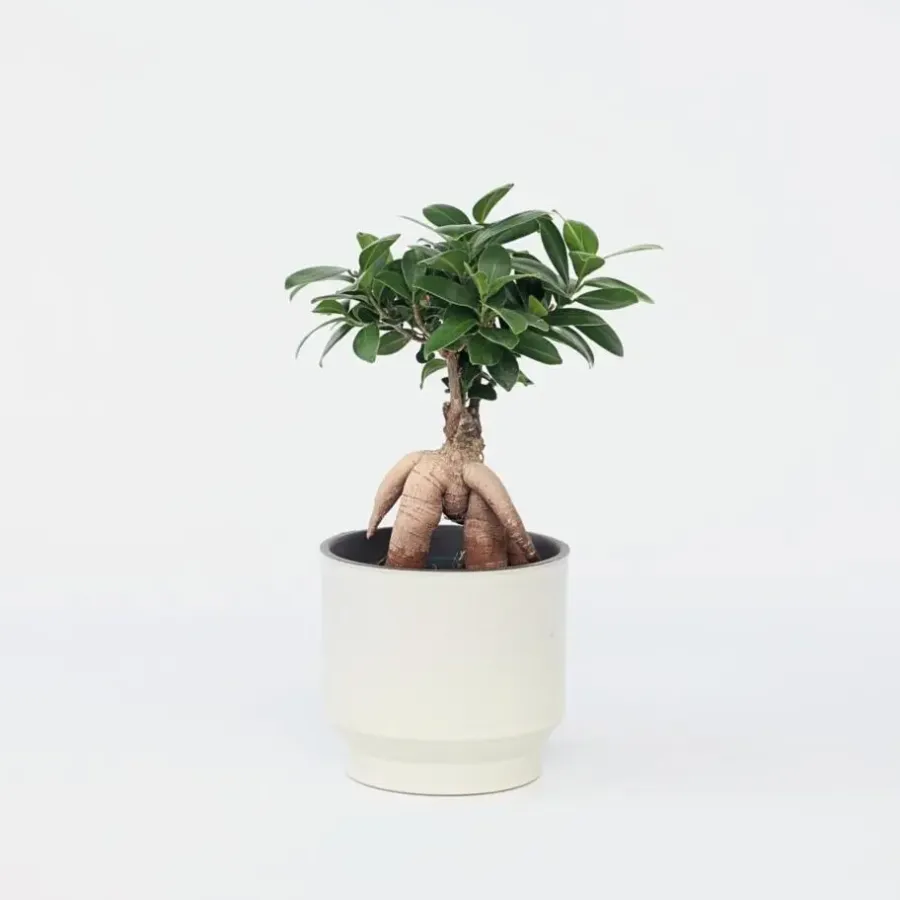 Plant in a Box Chinese vijg - Ficus microcarpa - Hoogte 30-40cm - ⌀12cm