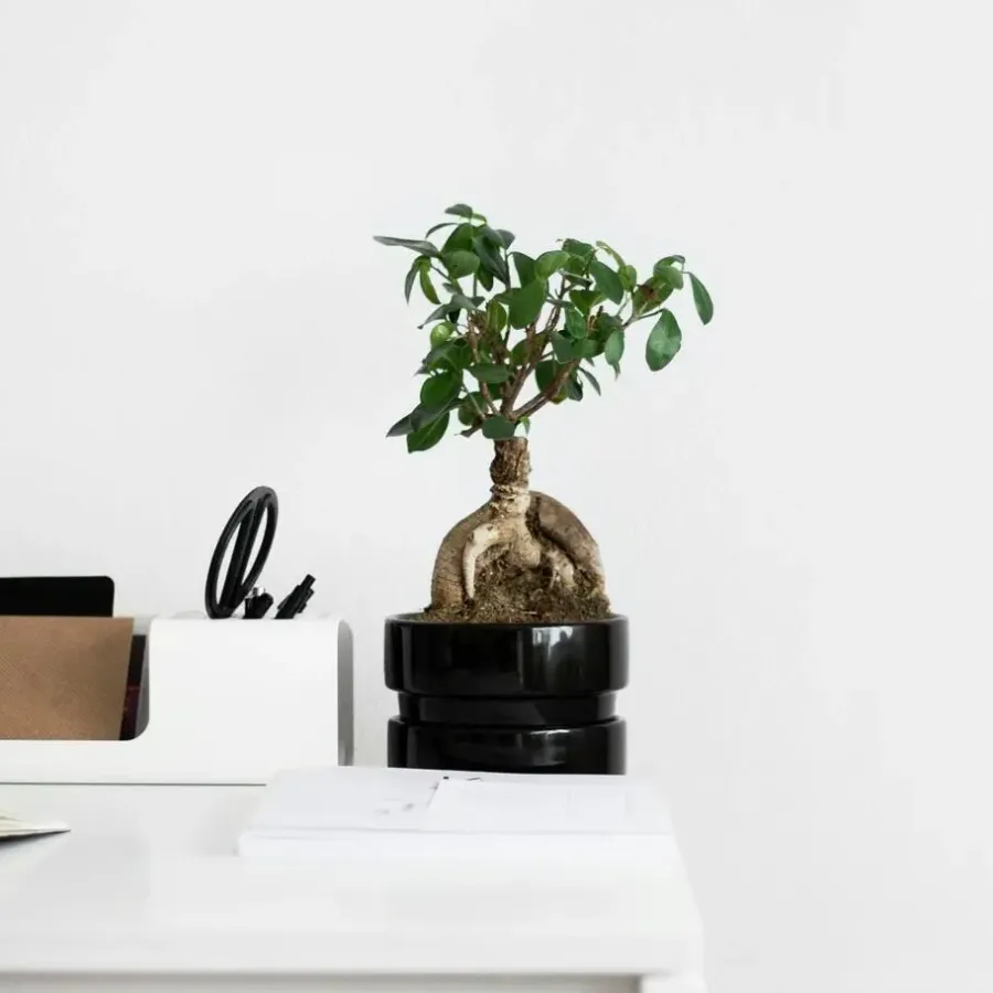 Plant in a Box Chinese vijg - Ficus microcarpa - Hoogte 30-40cm - ⌀12cm