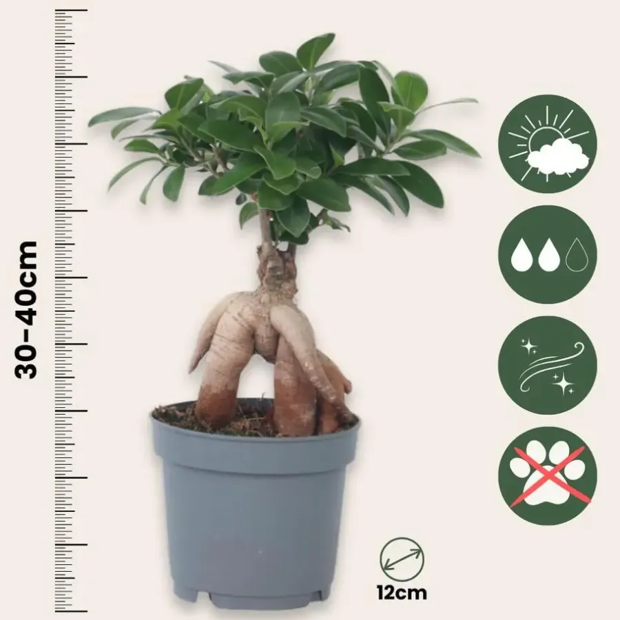 Plant in a Box Chinese vijg - Ficus microcarpa - Hoogte 30-40cm - ⌀12cm
