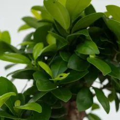 Plant in a Box Chinese vijg - Ficus microcarpa - Hoogte 30-40cm - ⌀12cm