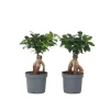 Kamerplanten-Plant in a Box Chinese vijg - Set van 4 - Ficus microcarpa - Hoogte 30-40cm - ⌀12cm