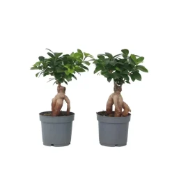 Kamerplanten-Plant in a Box Chinese vijg - Set van 4 - Ficus microcarpa - Hoogte 30-40cm - ⌀12cm
