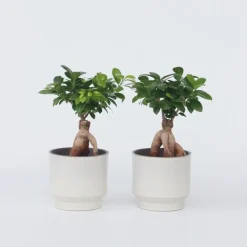 Kamerplanten-Plant in a Box Chinese vijg - Set van 4 - Ficus microcarpa - Hoogte 30-40cm - ⌀12cm
