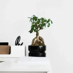Kamerplanten-Plant in a Box Chinese vijg - Set van 4 - Ficus microcarpa - Hoogte 30-40cm - ⌀12cm