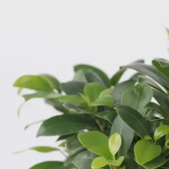 Kamerplanten-Plant in a Box Chinese vijg - Set van 4 - Ficus microcarpa - Hoogte 30-40cm - ⌀12cm