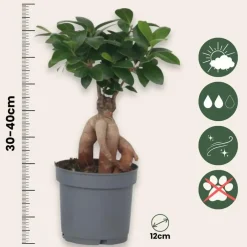 Kamerplanten-Plant in a Box Chinese vijg - Set van 4 - Ficus microcarpa - Hoogte 30-40cm - ⌀12cm