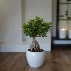 Kamerplanten-Plant in a Box Chinese vijg - Set van 4 - Ficus microcarpa - Hoogte 30-40cm - ⌀12cm