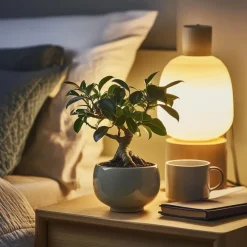 Kamerplanten-Plant in a Box Chinese vijg - Set van 4 - Ficus microcarpa - Hoogte 30-40cm - ⌀12cm