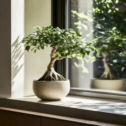 Kamerplanten-Plant in a Box Chinese vijg - Set van 4 - Ficus microcarpa - Hoogte 30-40cm - ⌀12cm