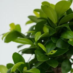 Kamerplanten-Plant in a Box Chinese vijg - Set van 4 - Ficus microcarpa - Hoogte 30-40cm - ⌀12cm