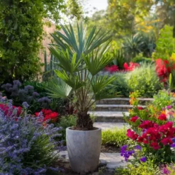 Planten|Bomen-Plant in a Box Chinese Waaierpalm - Set van 4 - Trachycarpus Fortunei - Hoogte 35-45cm - ⌀15cm