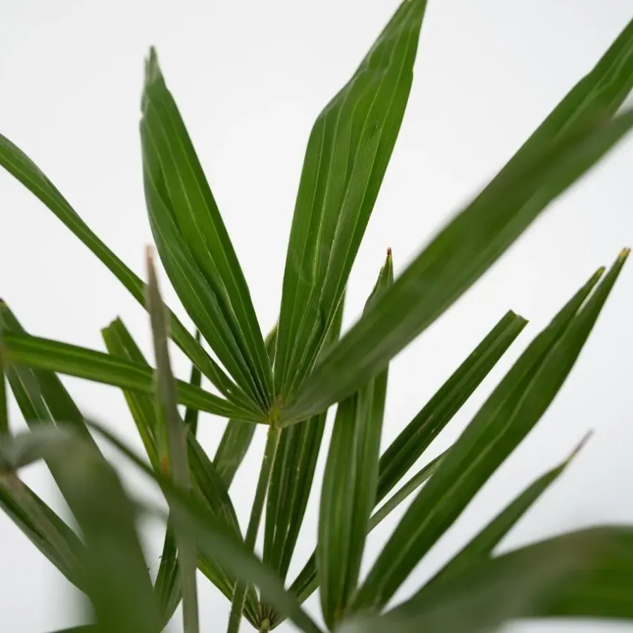Planten|Bomen-Plant in a Box Chinese Waaierpalm - Set van 4 - Trachycarpus Fortunei - Hoogte 35-45cm - ⌀15cm